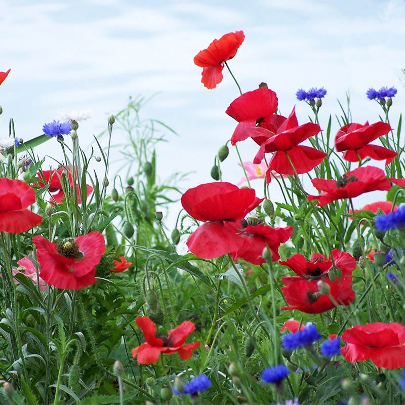 Red Poppy Seeds (Papaver) - Image 2