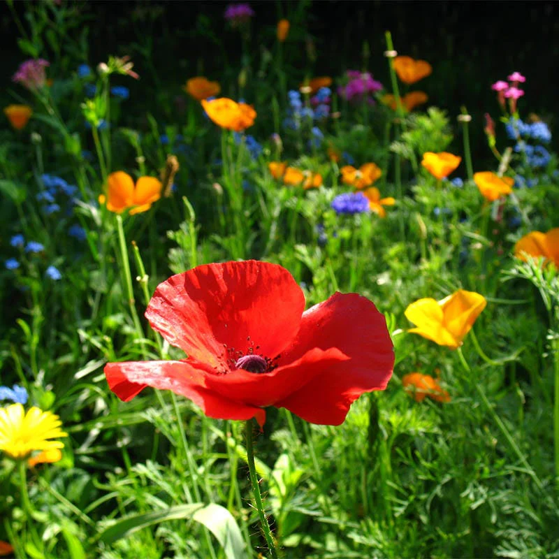 Red Poppy Seeds (Papaver) - Image 4