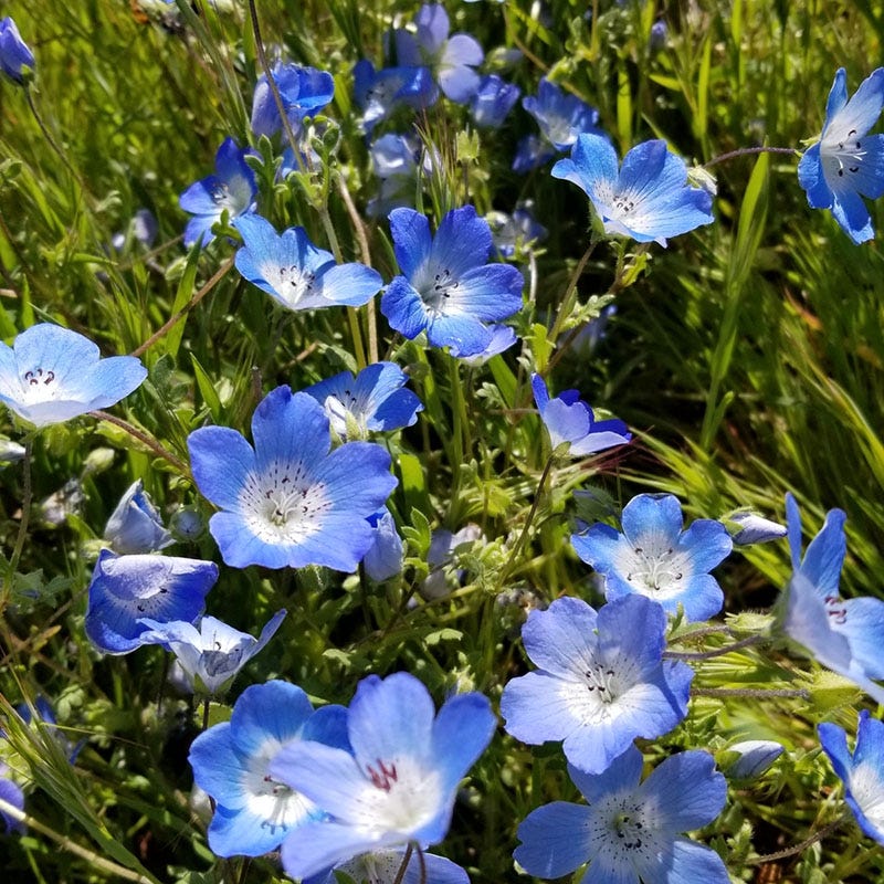 Native Partial Shade Wildflower Seed Mix - Image 3