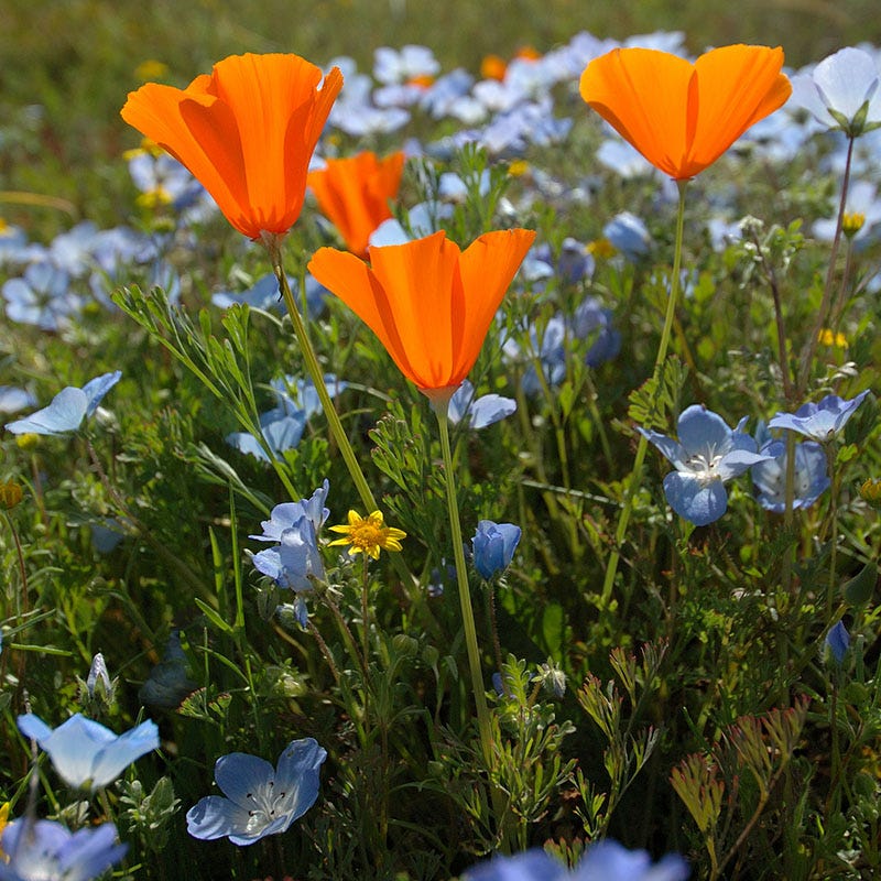 Native Partial Shade Wildflower Seed Mix - Image 5