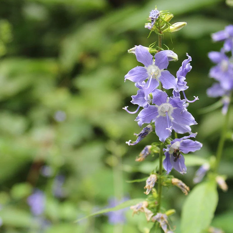Native Partial Shade Wildflower Seed Mix - Image 7