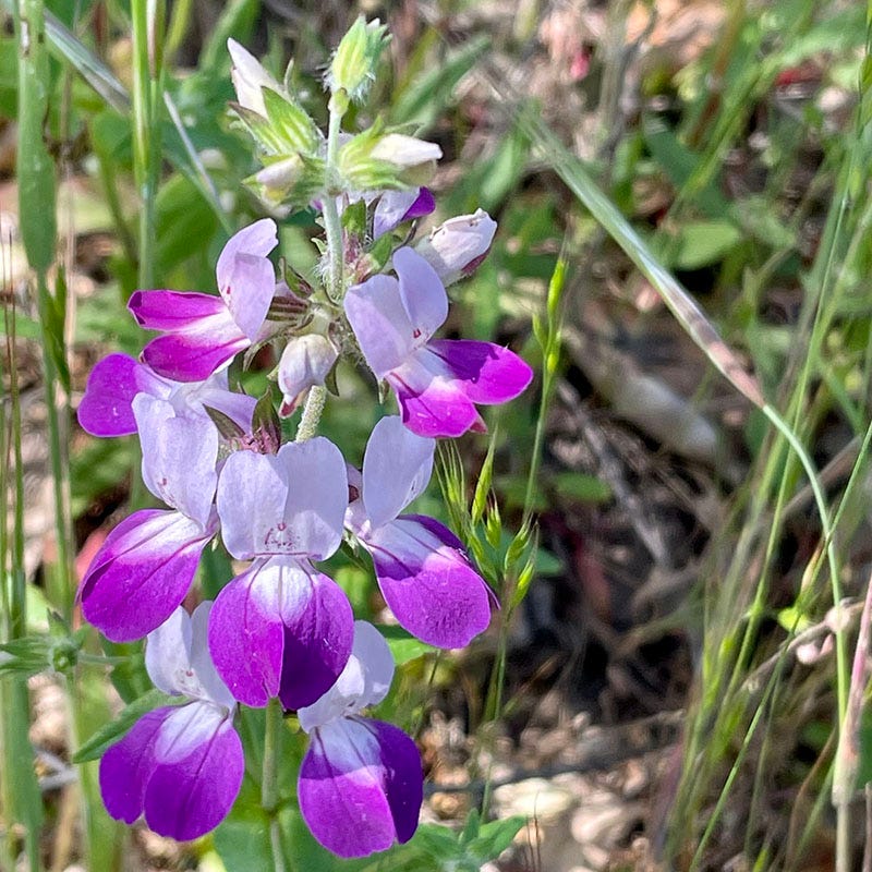 Native Partial Shade Wildflower Seed Mix - Image 8