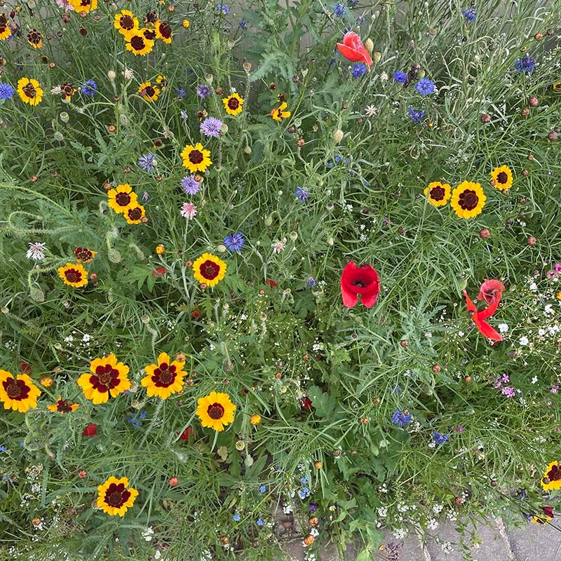 Partial Shade Wildflower Seed Mix - Image 2