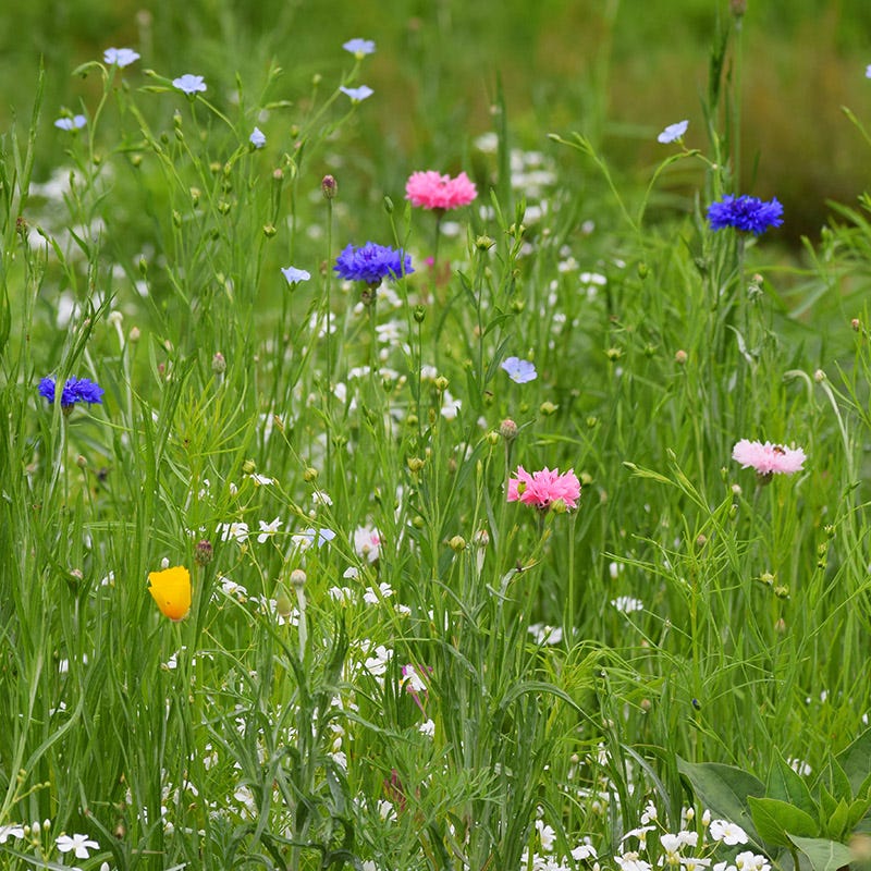 Partial Shade Wildflower Seed Mix - Image 3