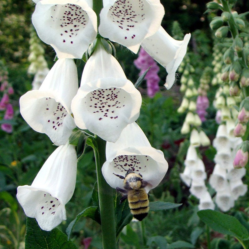 Partial Shade Wildflower Seed Mix - Image 4