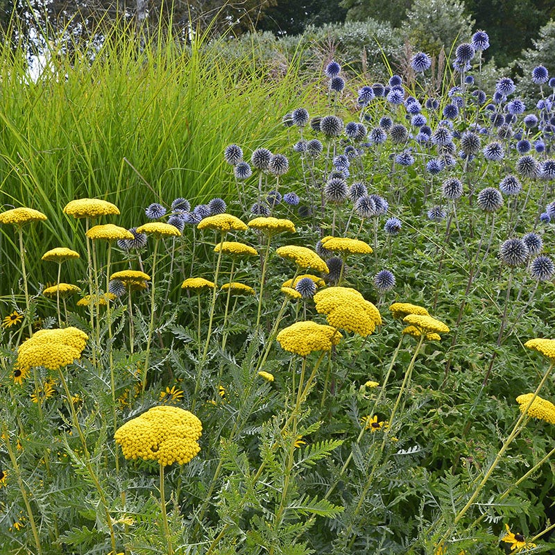 Coronation Gold Yarrow - Image 2