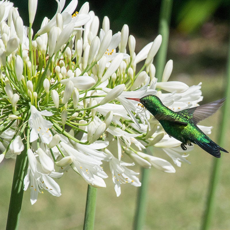 White Lily Of The Nile (Agapanthus) - Image 2