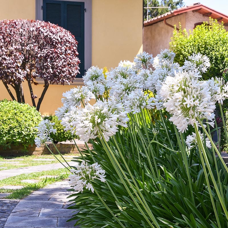 White Lily Of The Nile (Agapanthus) - Image 3