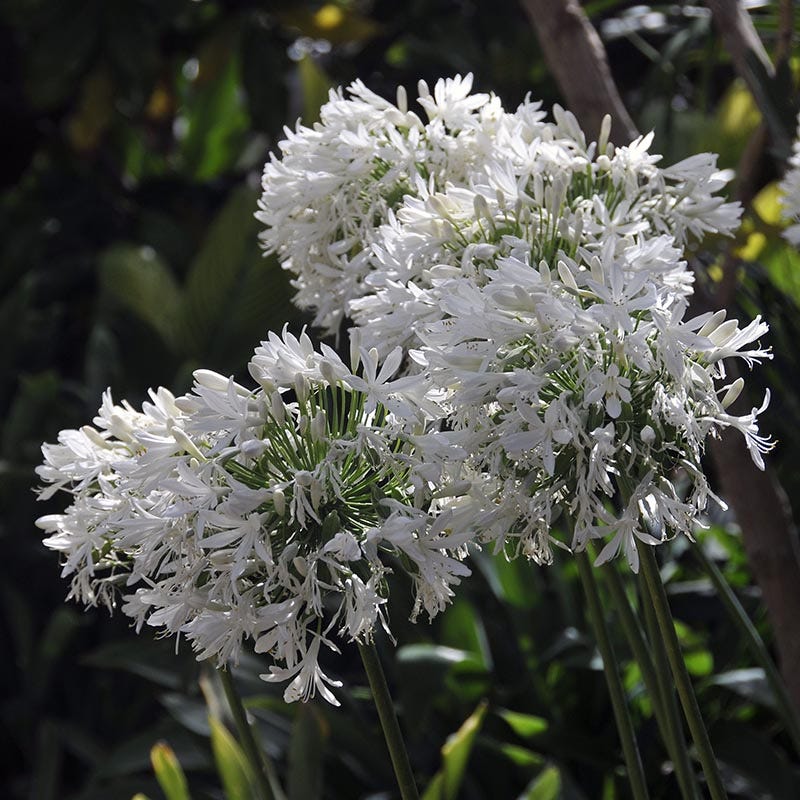 White Lily Of The Nile (Agapanthus) - Image 4