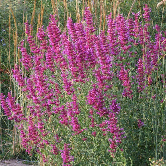 Best In Show Agastache Collection - Image 4