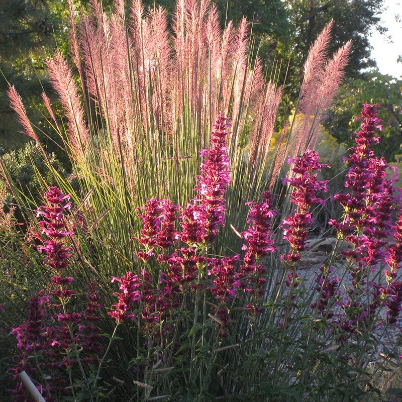 Ava Agastache - Image 5
