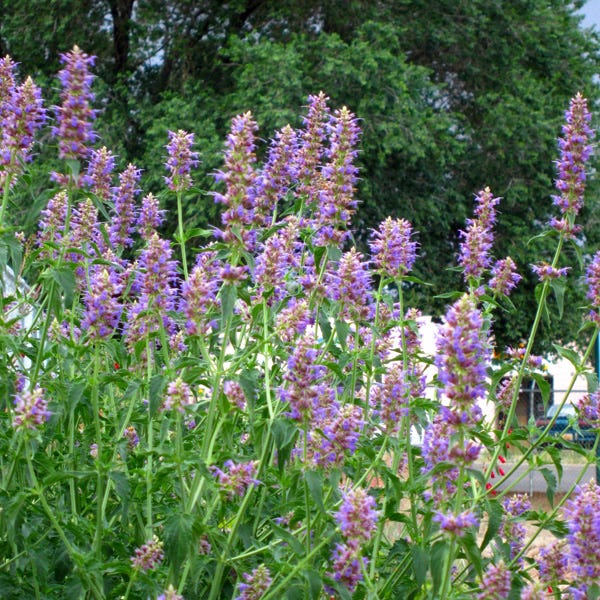 Blue Blazes Agastache - Image 4