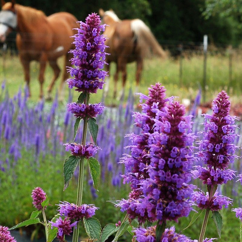 Blue Boa Agastache - Image 2