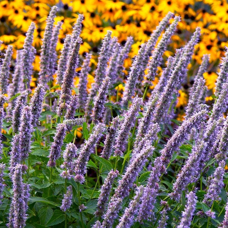 Summer Dreams Pre-Planned Garden - Image 7
