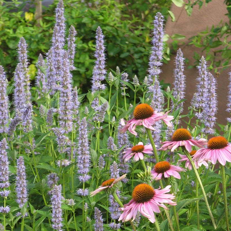 Blue Fortune Agastache - Image 4