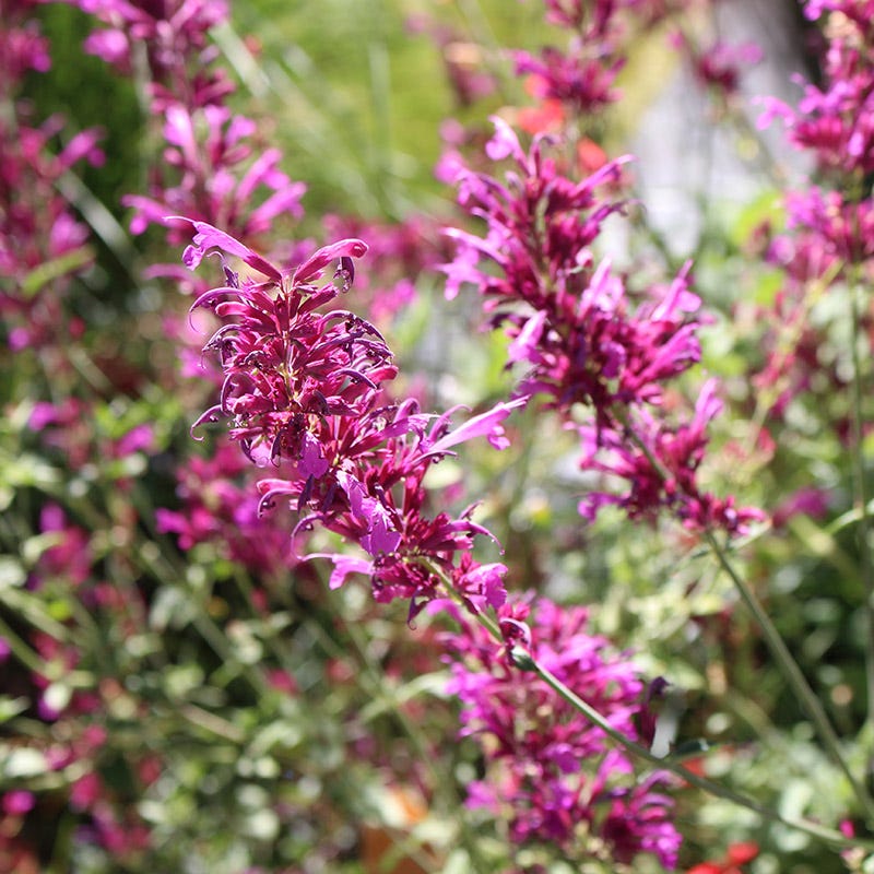 SONORAN SUNSET® Agastache - Image 2