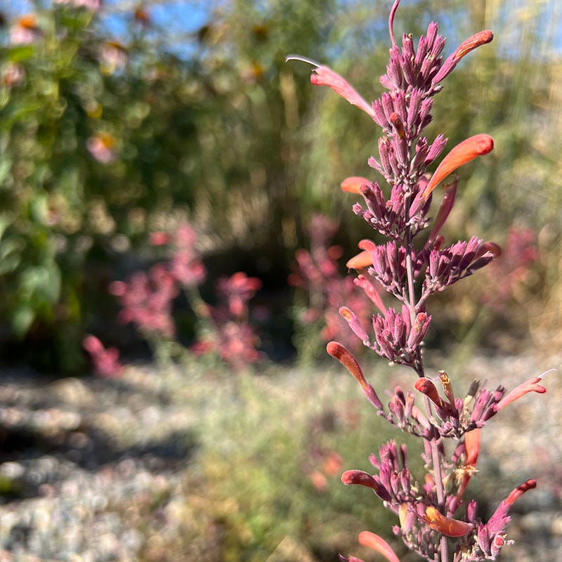 FlowerKisser® Silver Inferno Agastache - Image 2