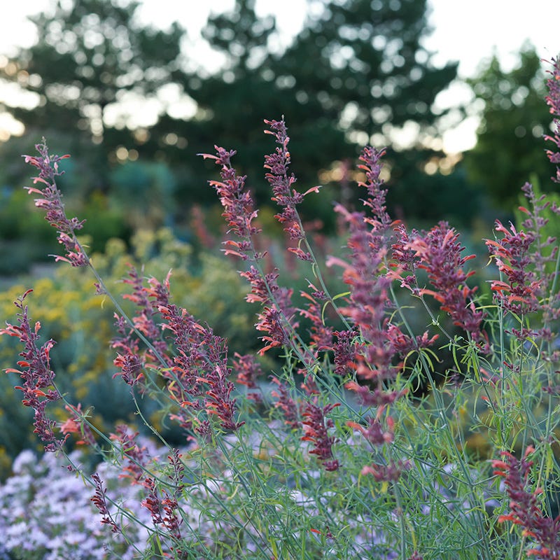 FlowerKisser® Silver Inferno Agastache - Image 3