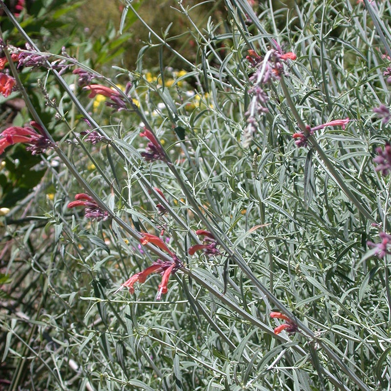 FlowerKisser® Silver Inferno Agastache - Image 4