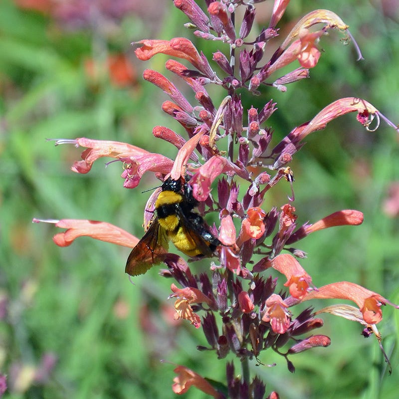 FlowerKisser® Silver Inferno Agastache - Image 5