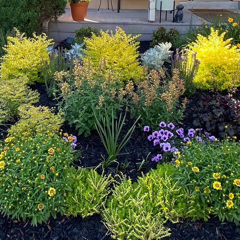 Kudos™ Gold Agastache - Image 3