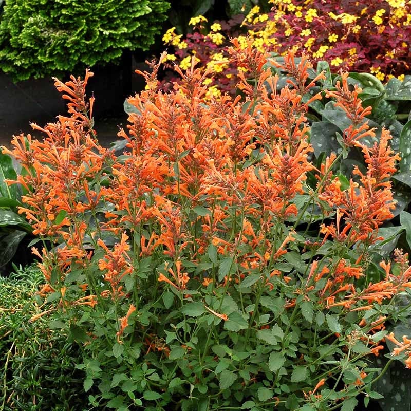 Kudos™ Mandarin Agastache - Image 2