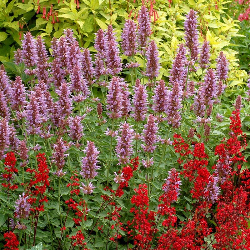 Kudos™ Silver Blue Agastache - Image 3