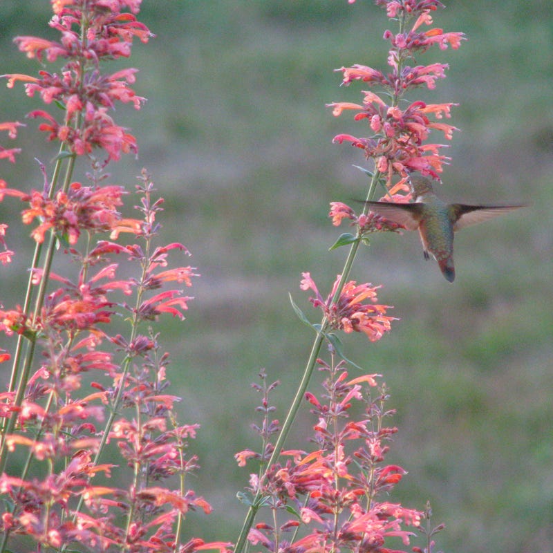 Agastache neomexicana - Image 2