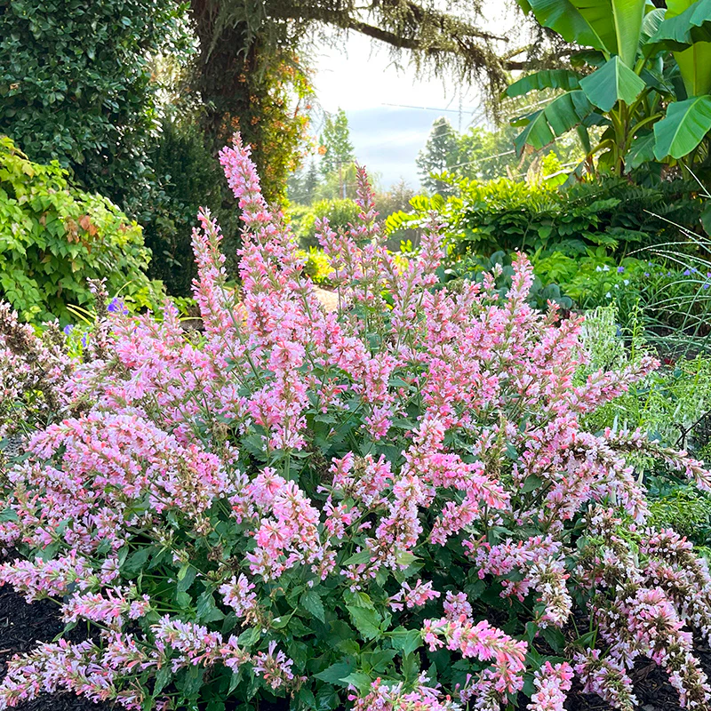 Pink Pearl Agastache - Image 2