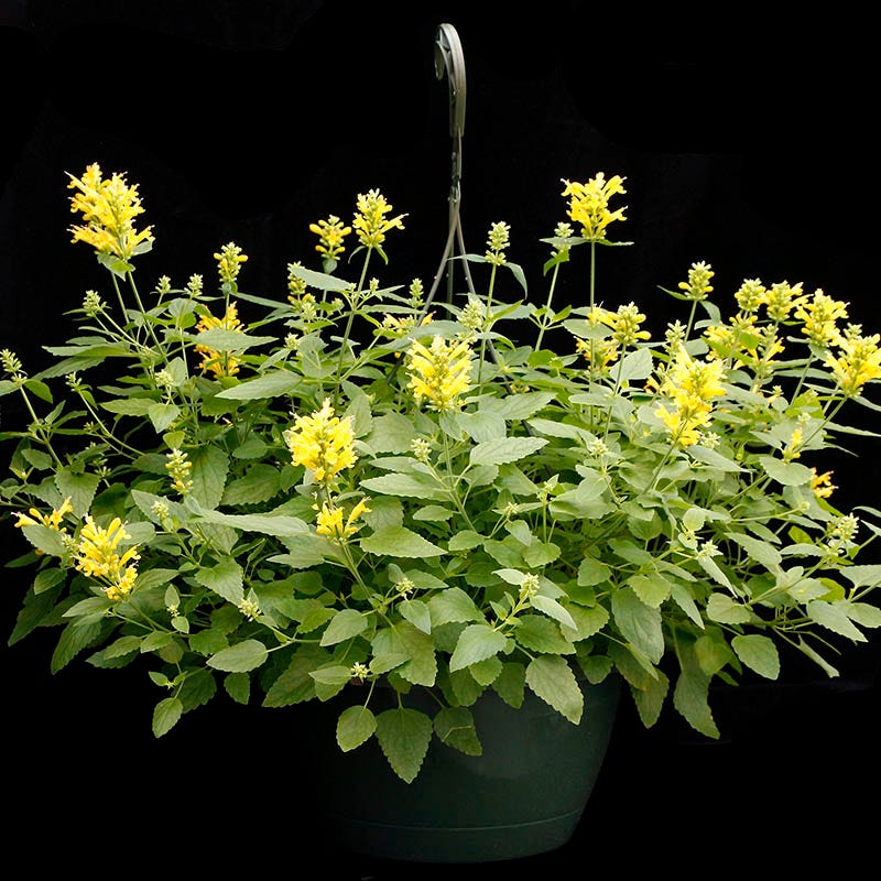 Poquito™ Butter Yellow Agastache - Image 5