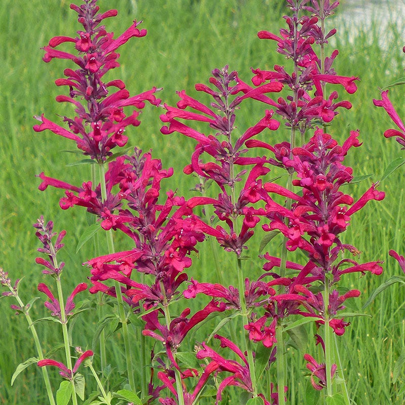 Best In Show Agastache Collection - Image 5