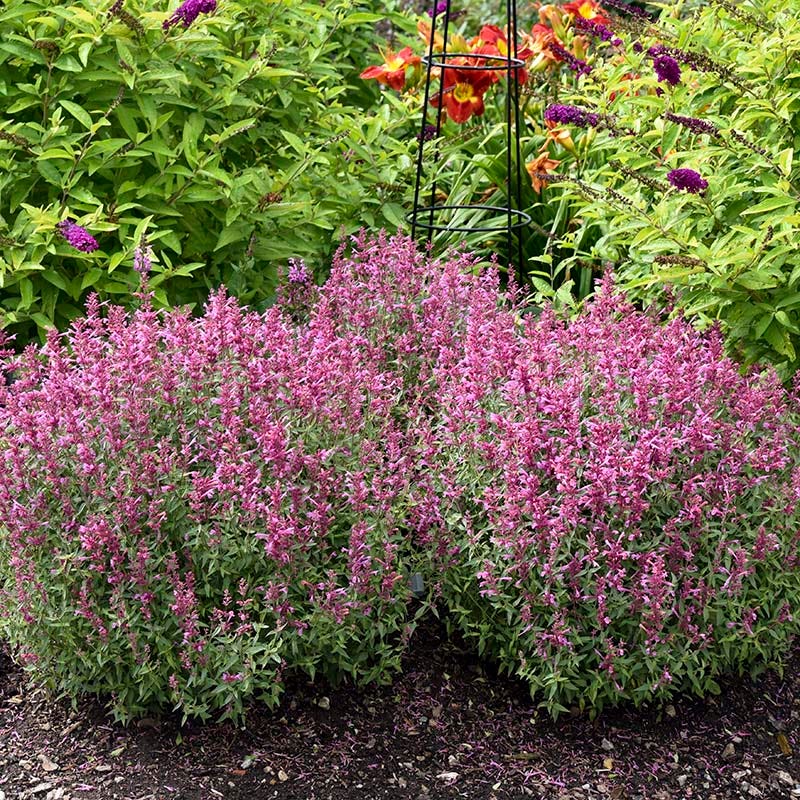 Rosie Posie Agastache - Image 2