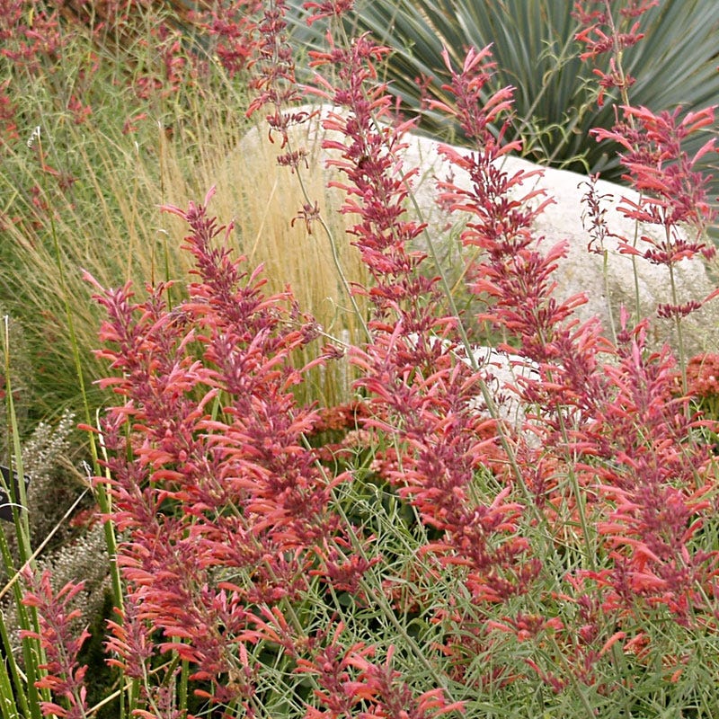 Agastache rupestris - Image 2