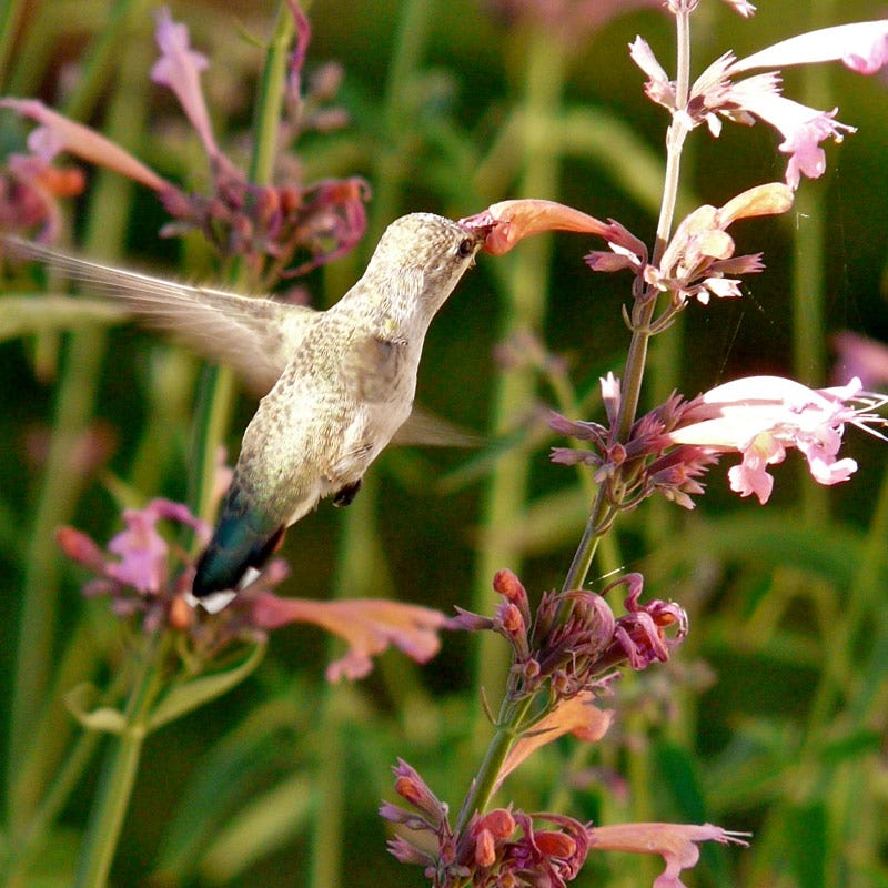 Agastache rupestris - Image 7