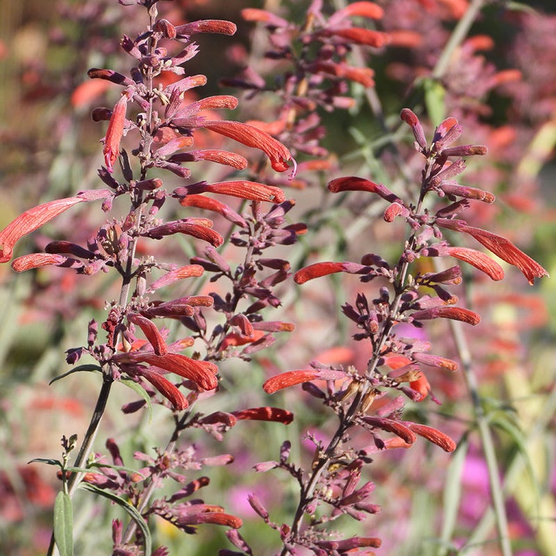 Glowing Embers® Agastache - Image 4
