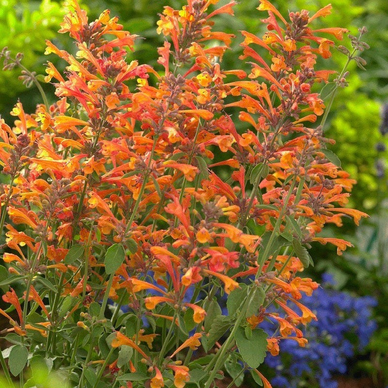 Tango Agastache - Image 2