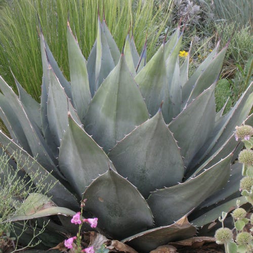Havard's Century Plant (Agave) - Image 2