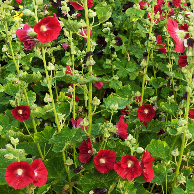 Mars Magic Single Hollyhock - Image 2