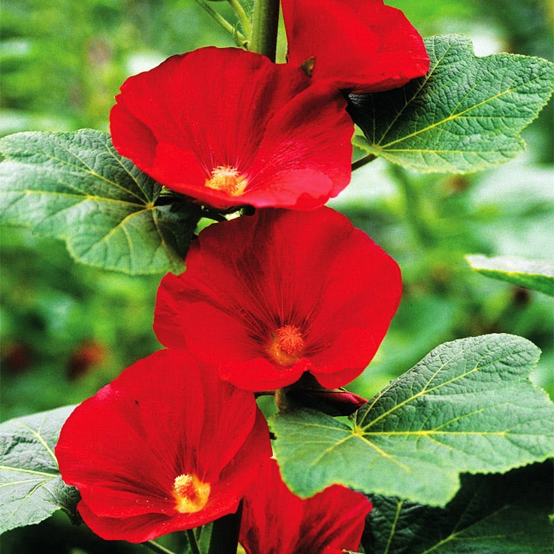 Mars Magic Single Hollyhock - Image 4