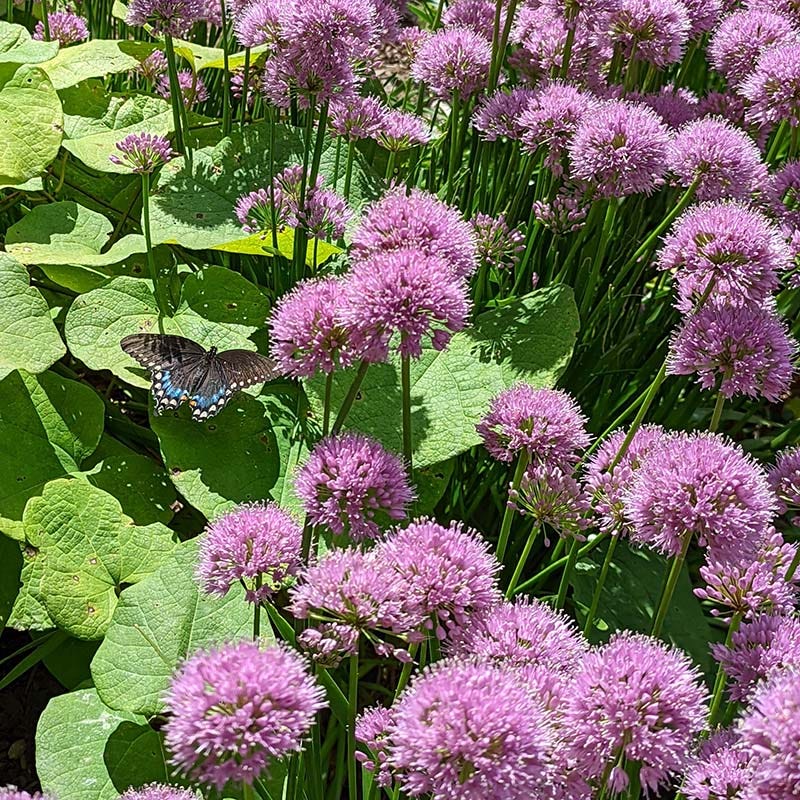 Allium Millenium - Image 2