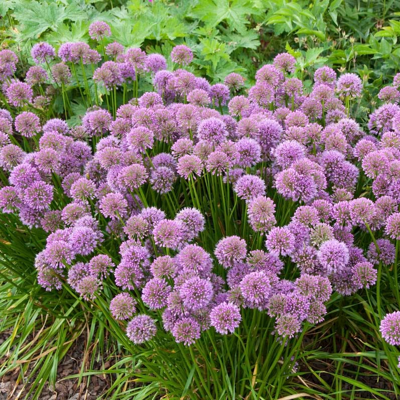 Allium Millenium - Image 3