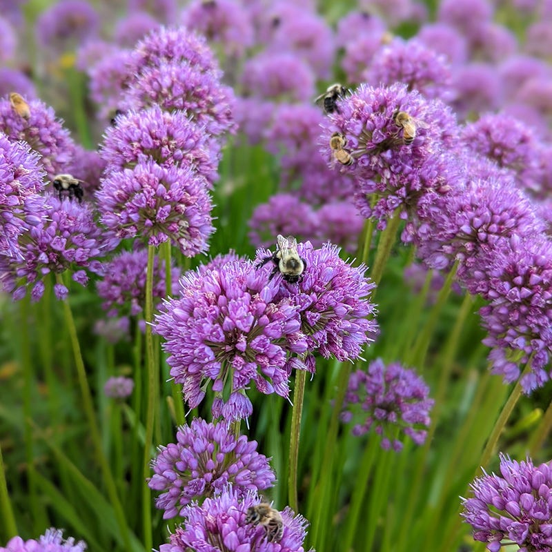 Allium Millenium - Image 4