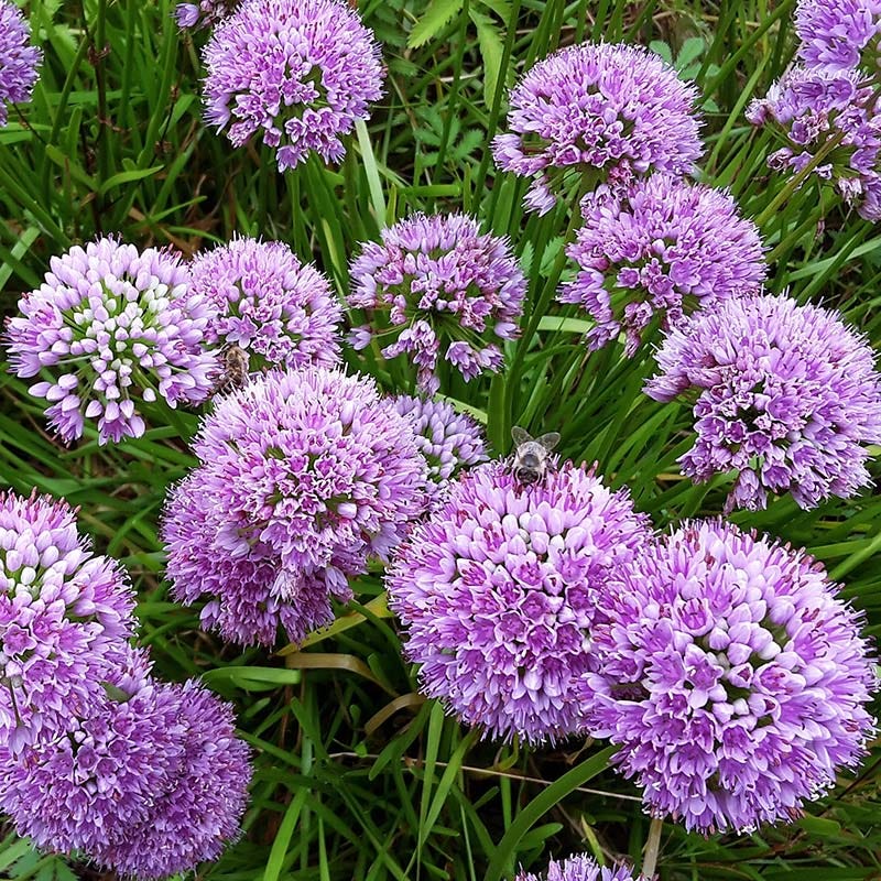 Allium Millenium - Image 5