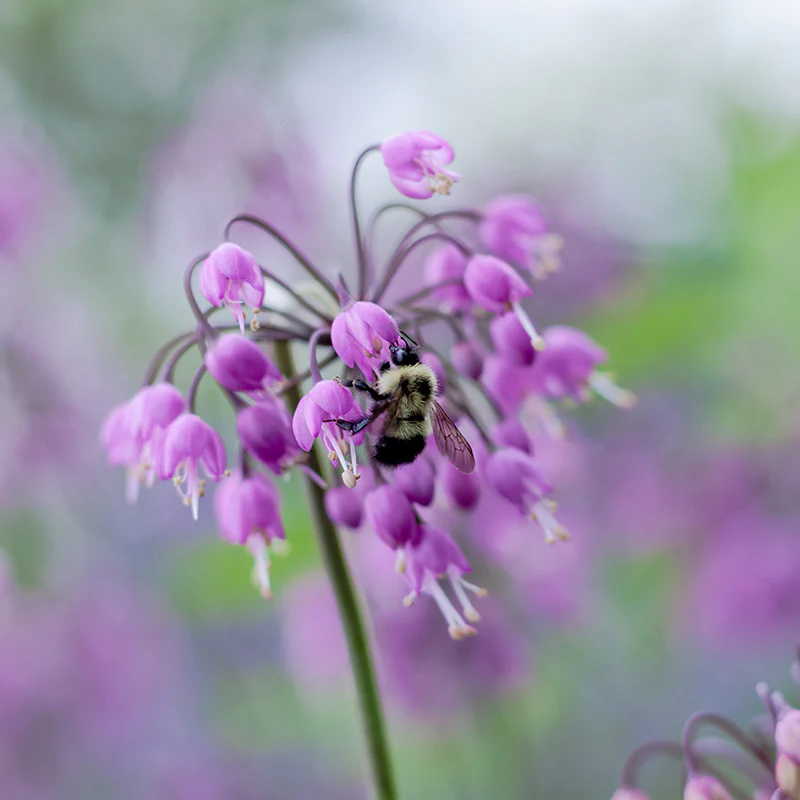 Nodding Onion (Allium) - Image 2