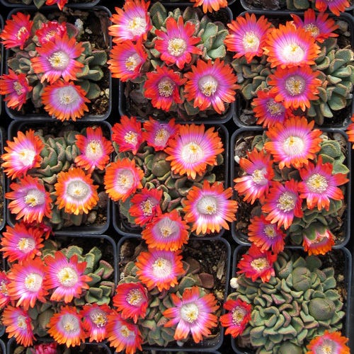 Psychedelic Mesemb (Aloinopsis) - Image 2