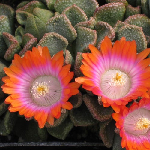 Psychedelic Mesemb (Aloinopsis) - Image 3