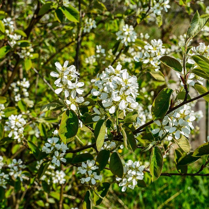 Regent Serviceberry (Amelanchier) - Image 3