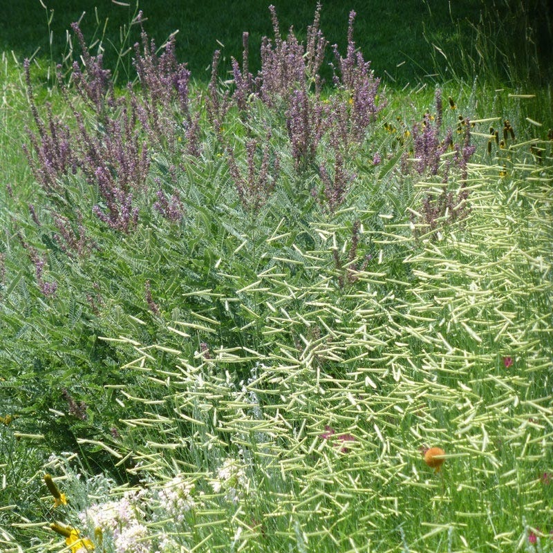 Leadplant (Amorpha) - Image 4