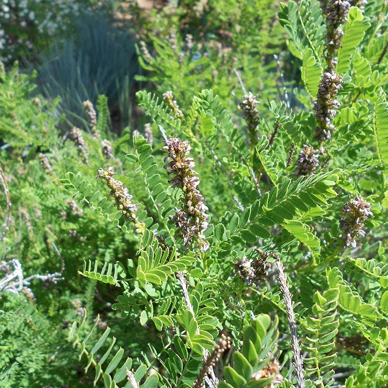 Dwarf Leadplant (Amorpha) - Image 2