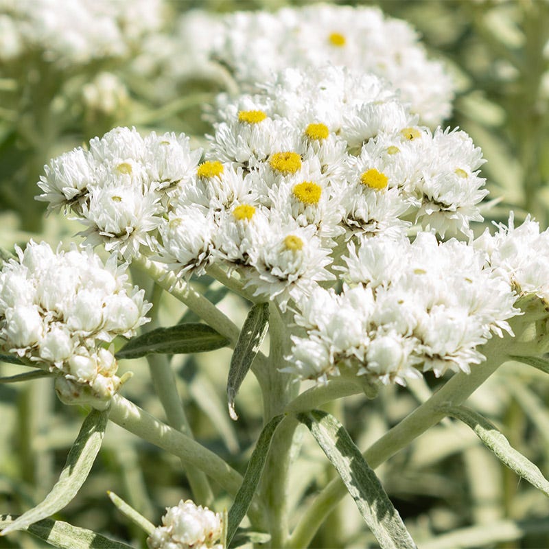 New Snow Pearly Everlasting (Anaphalis) - Image 2